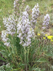 Oxytropis sericea