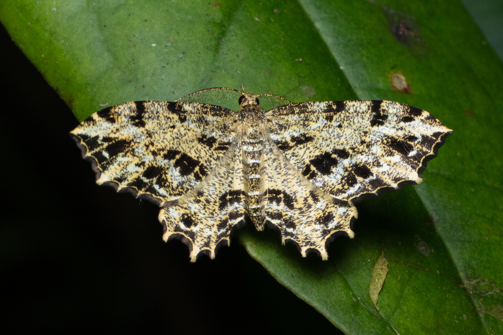 Carige lunulineata