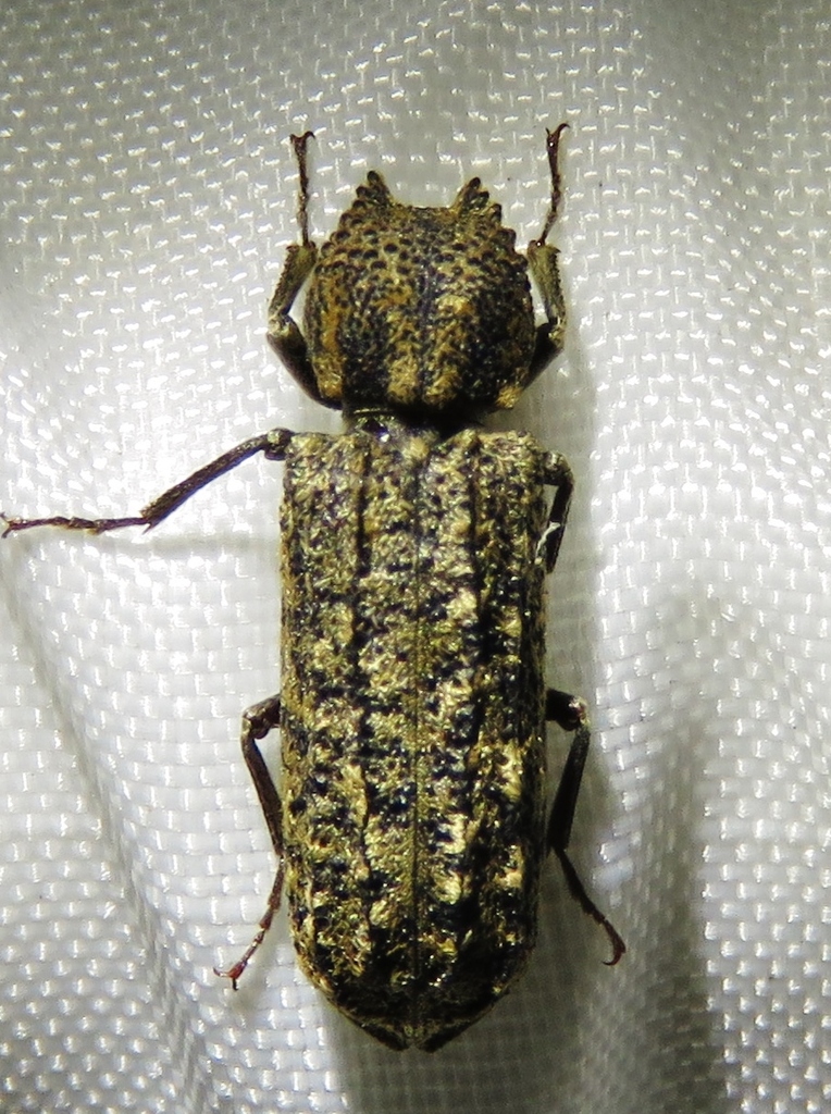 Two-horned Powder-post Beetle