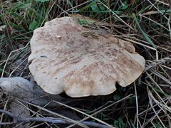 Leucopaxillus eucalyptorum