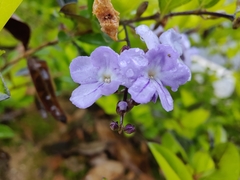 Duranta erecta