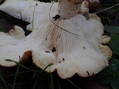 Leucopaxillus eucalyptorum