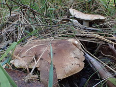 Leucopaxillus eucalyptorum