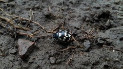 Leptinotarsa lacerata