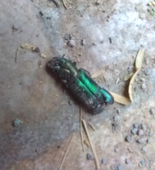 Temnoscheila virescens