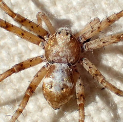 Philodromus pinyonelis