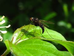 Chrysopilus cristatus
