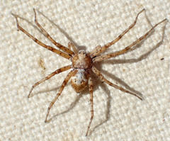 Philodromus pinyonelis