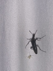 Cephaloon lepturides