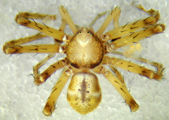 Philodromus pinyonelis