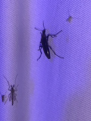 Cephaloon lepturides