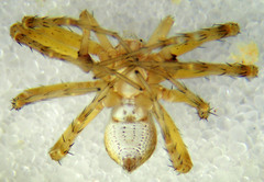 Philodromus pinyonelis
