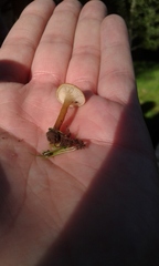 Melanomphalia omphaliopsis