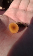 Melanomphalia omphaliopsis