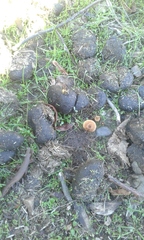 Melanomphalia omphaliopsis