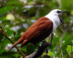 Three-Wattled Bellbird photo 3