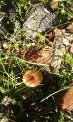 Melanomphalia omphaliopsis