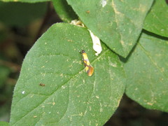 Epicallima icterinella