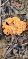 Ramaria capitata