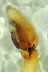 Philodromus pinyonelis