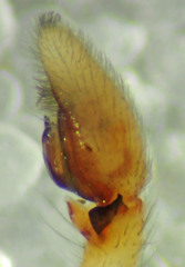 Philodromus pinyonelis