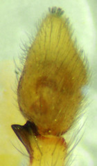 Philodromus pinyonelis