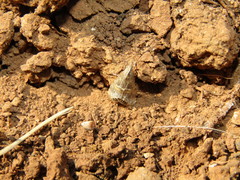 Euchromius rayatella