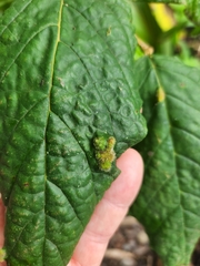 Colomerus spathodeae