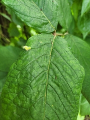 Colomerus spathodeae