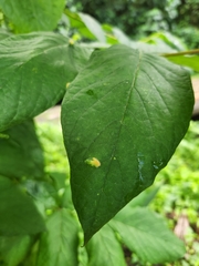 Colomerus spathodeae