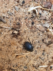 Coleoptera
