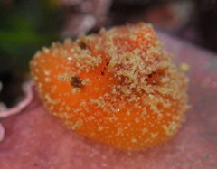 Thordisa bimaculata