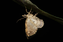 Chaetolopha incurvata