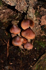 Cortinarius mastoideus