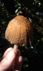Coprinellus