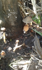 Coprinellus