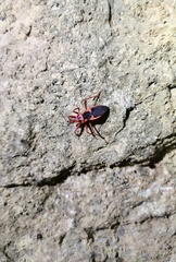 Acanthaspis ruficeps