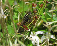 Kikihia southwestlandica