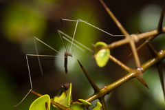 Dicranomyia