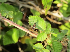 Adela paludicolella