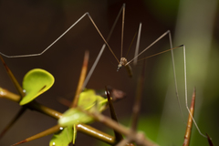 Dicranomyia