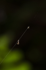 Uloborus plumipes