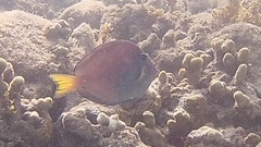 Acanthurus coeruleus