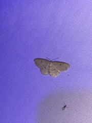 Cyclophora pendulinaria