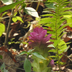 Curcuma angustifolia