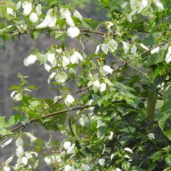 Mussaenda roxburghii