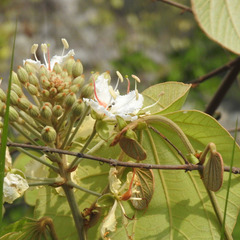 Phanera vahlii, photograph Paulmathi Vinod, CC BY, iNaturalist via GBIF