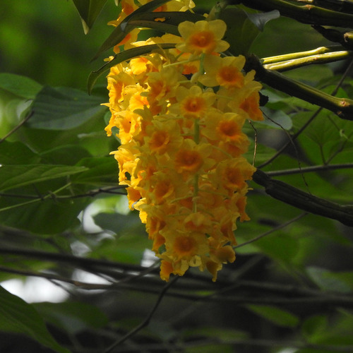 Dendrobium densiflorum, photograph 1