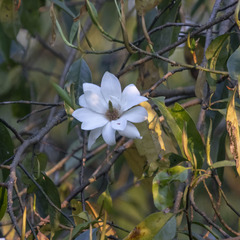 Magnolia doltsopa