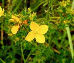Rhexia lutea
